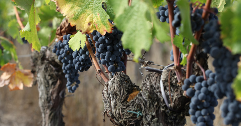 Vignoble du château des Annereaux