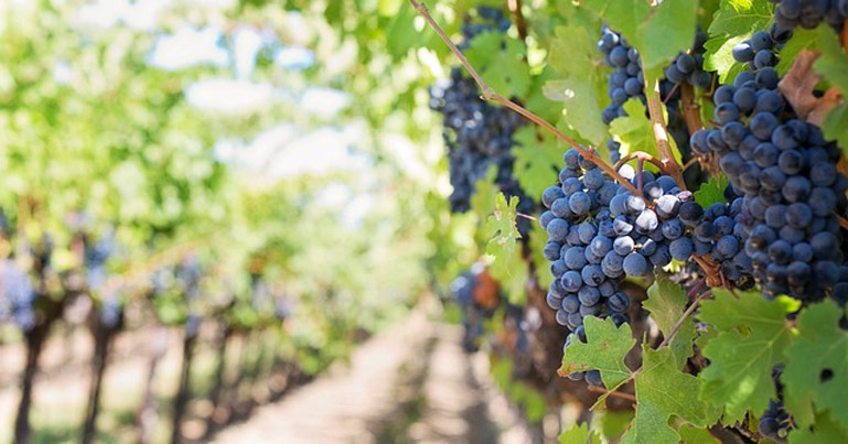 Vignoble Bordeaux Fête le Vin