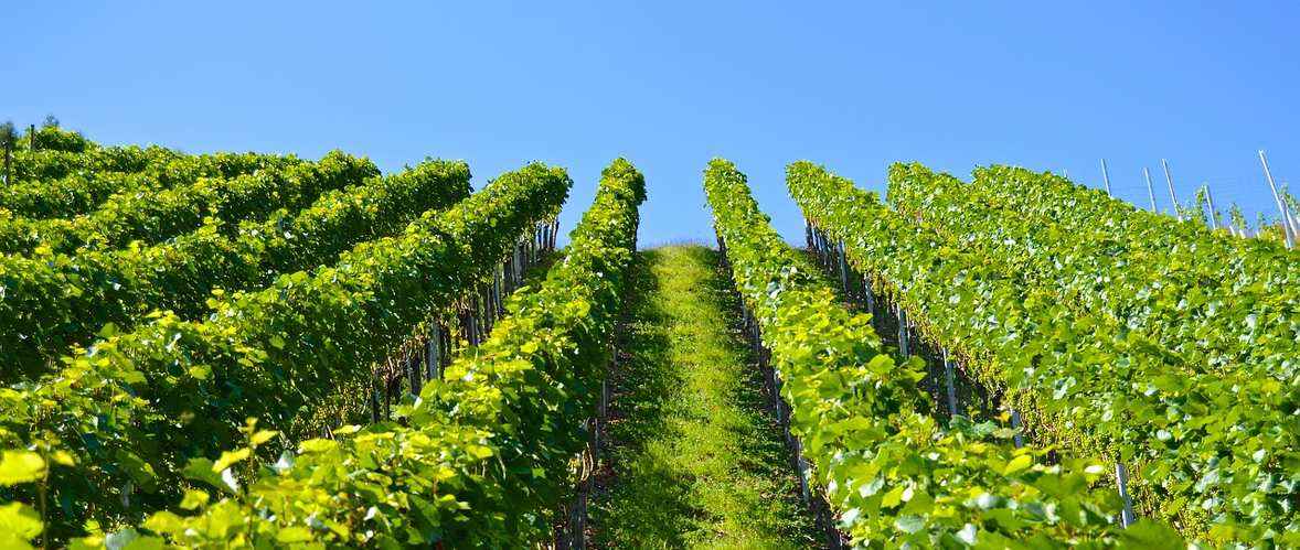 achat vignoble achat vignoble